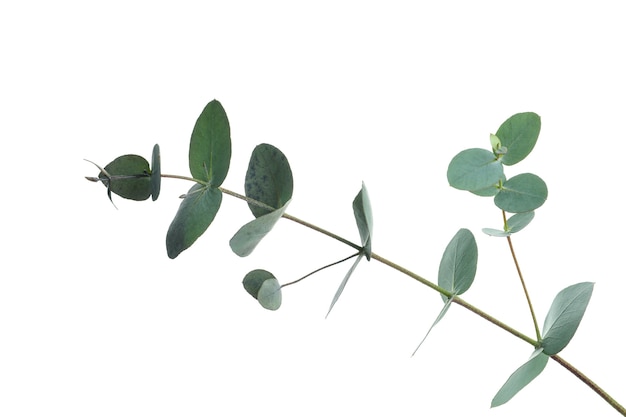 Bellissimo ramo di eucalipto isolato su bianco