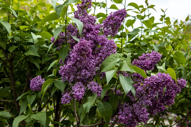 bellissimo ramo di lillà da vicino