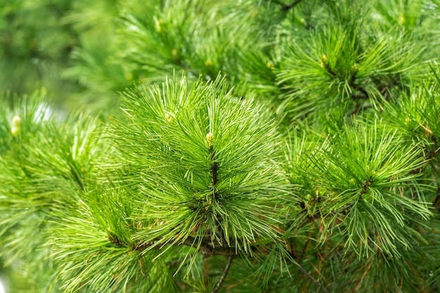 bellissimo ramo di pino con aghi