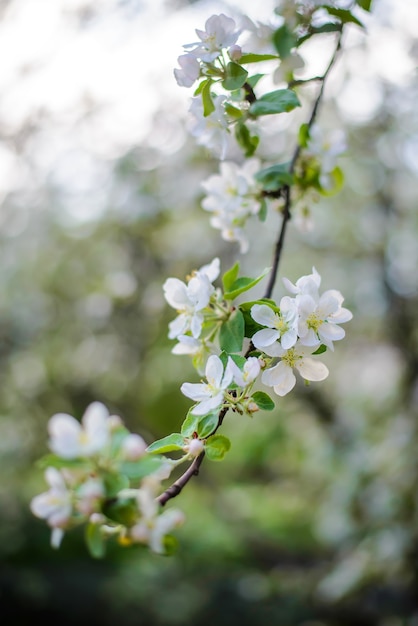 Bellissimo ramo di un melo in fiore con fiori bianchi nel giardino primaverile