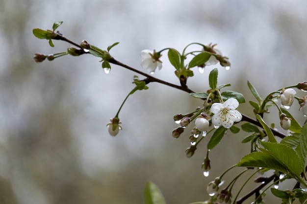 Bellissimo ramo di una ciliegia in fiore in gocce di pioggia trasparenti