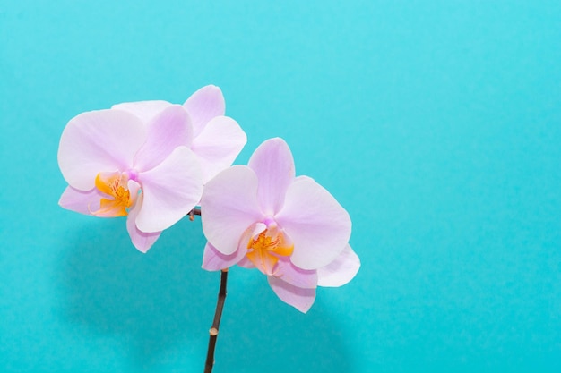 Bellissimo ramo tenero di fiori di orchidea romantici rosa isolati su sfondo blu