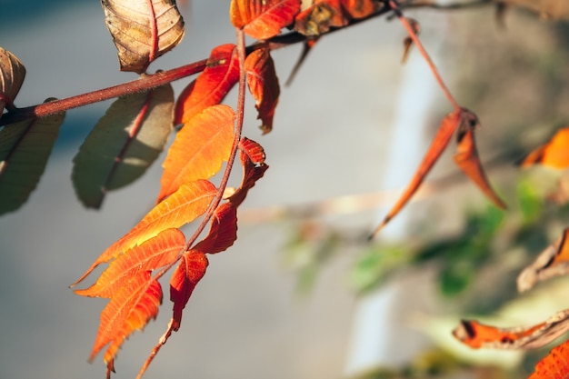 Bellissimo ramoscello autunnale di rhus typhina con foglie rosso arancio sotto il caldo sole al tramonto su uno sfondo sfocato. Sbiadimento e essiccazione delle foglie su un albero. Messa a fuoco selettiva. Vista in primo piano