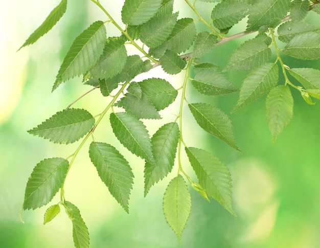 Bellissimo ramoscello verde su sfondo verde