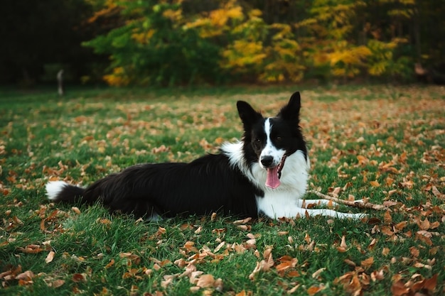 Bellissimo ritratto di Border collie nella foresta in autunno, bei colori delle foglie