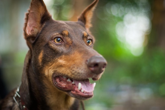 Bellissimo ritratto di cane di razza doberman