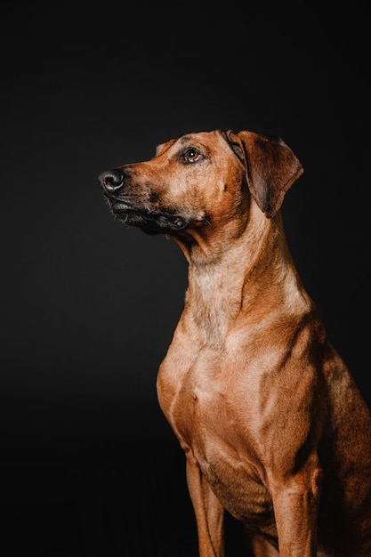 Bellissimo ritratto di cane Rhodesian Ridgeback su sfondo nero