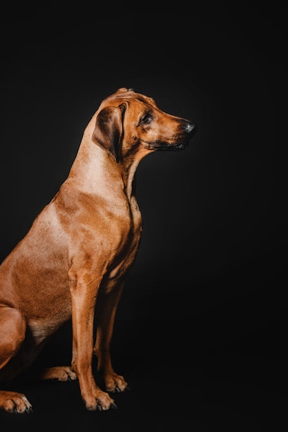 Bellissimo ritratto di cane Rhodesian Ridgeback su sfondo nero