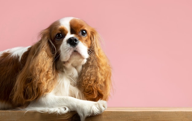 Bellissimo ritratto di cane