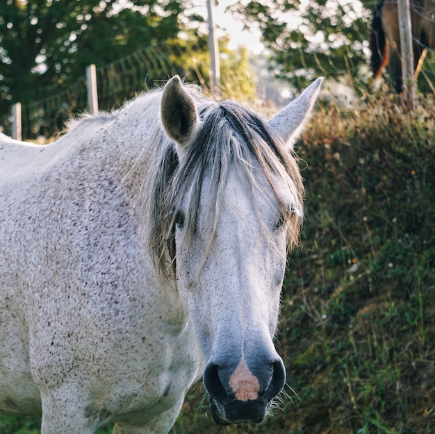 bellissimo ritratto di cavallo bianco nella natura