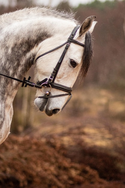 Bellissimo ritratto di cavallo di razza spagnola andalusa nel ranch di campagna Nessuno animale bianco