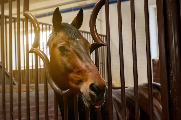 Bellissimo ritratto di cavallo in luce calda in stalla