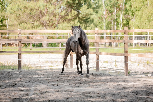 Bellissimo ritratto di cavallo in movimento nello stallone. Equino. Campagna. Equestre