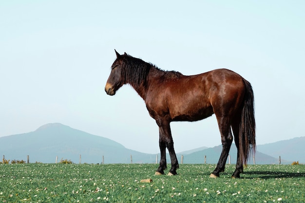 Bellissimo ritratto di cavallo marrone