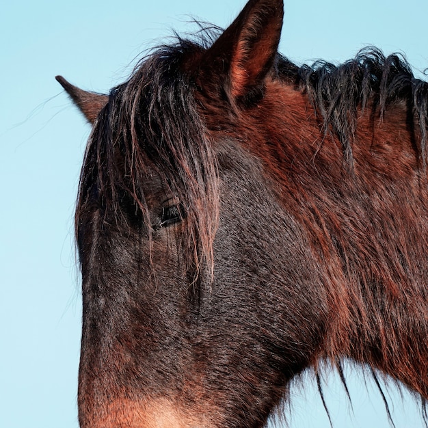 Bellissimo ritratto di cavallo nero nel prato