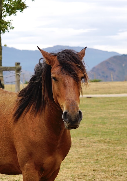 bellissimo ritratto di cavallo selvaggio marrone, fauna animale