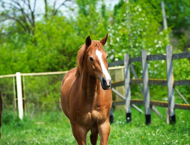 Bellissimo ritratto di cavallo