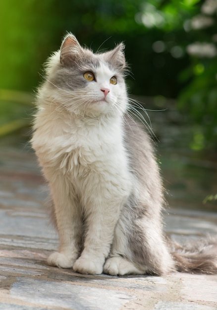 Bellissimo ritratto di gatto con gli occhi gialli