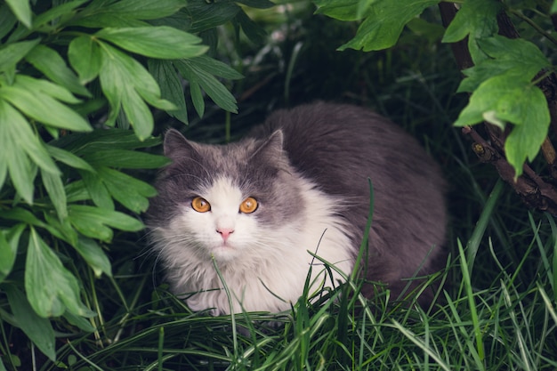 Bellissimo ritratto di gatto con gli occhi gialli