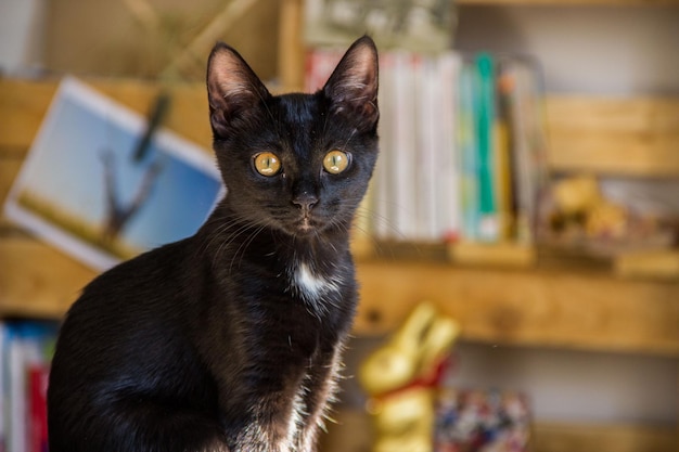 Bellissimo ritratto di gatto nero da vicino