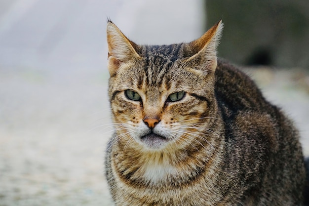 bellissimo ritratto di gatto randagio, tema animale