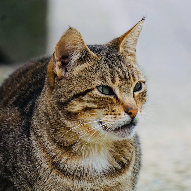 bellissimo ritratto di gatto randagio, tema animale