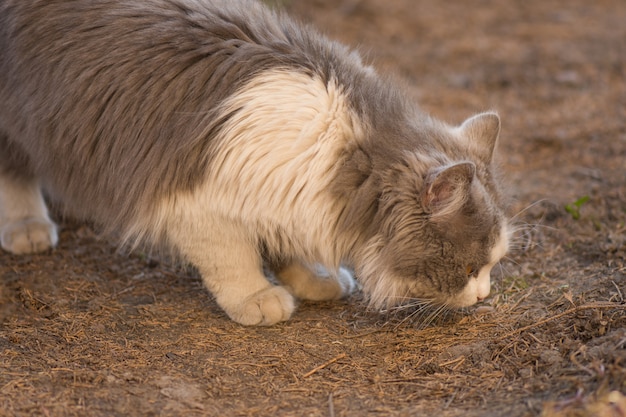 Bellissimo ritratto di gatto