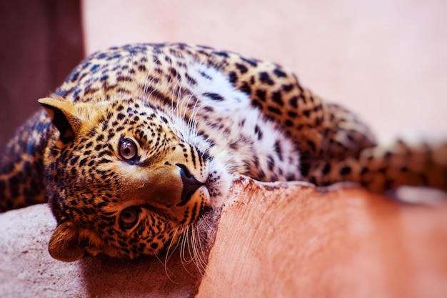 Bellissimo ritratto di leopardo Mondo animale Gatto grande