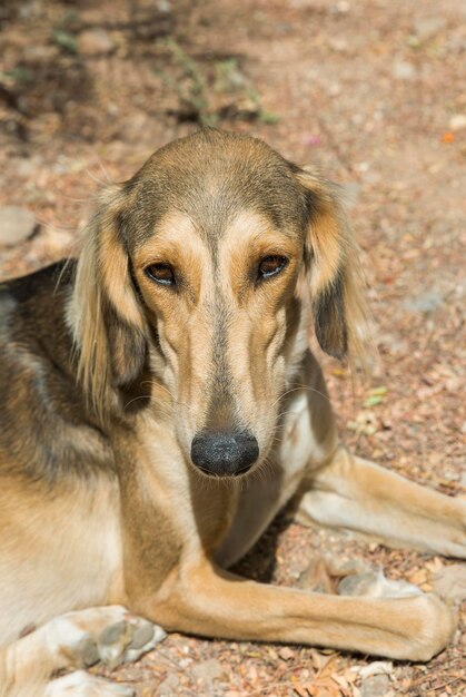 Bellissimo ritratto di levriero afgano