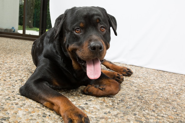 Bellissimo ritratto di Rottweiler all'interno di una casa