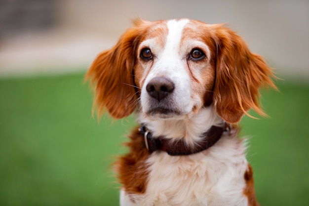 Bellissimo ritratto di un cane bianco e marrone