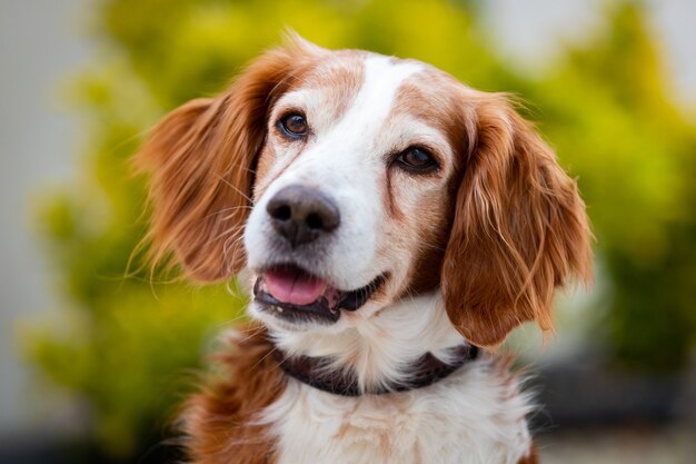 Bellissimo ritratto di un cane bianco e marrone