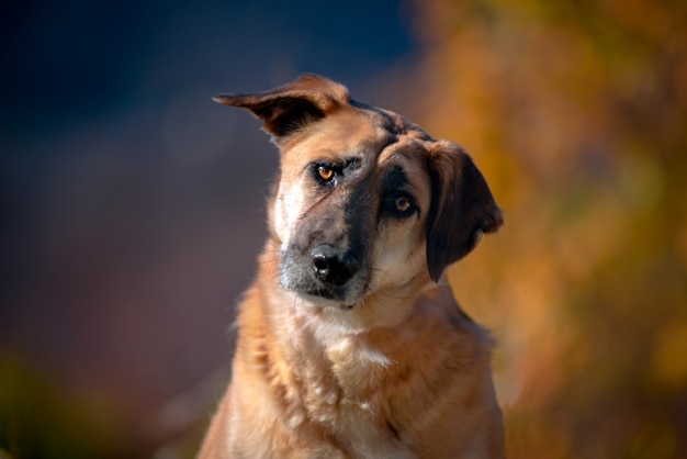 Bellissimo ritratto di un cane semplice in natura