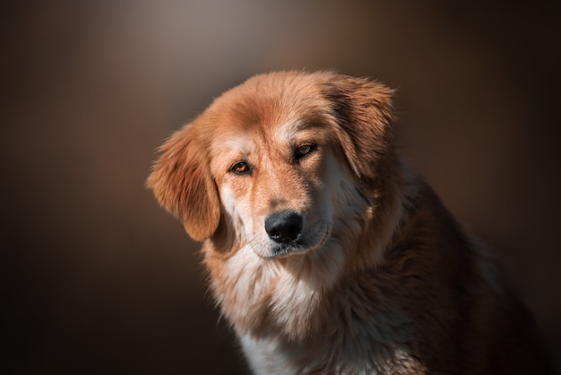 Bellissimo ritratto di un cane semplice in natura