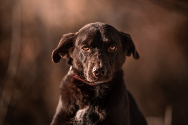 Bellissimo ritratto di un cane semplice in natura