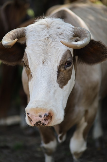 Bellissimo ritratto di una mucca marrone