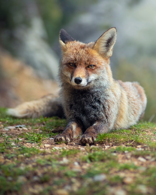 Bellissimo ritratto di volpe rossa nella foresta selvaggia.