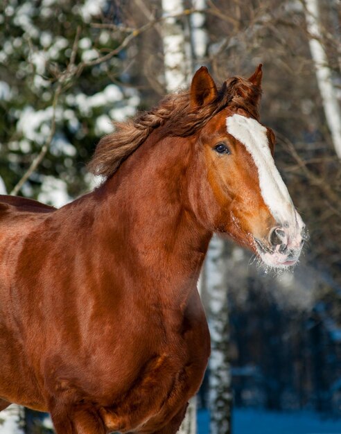 Bellissimo ritratto invernale di cavallo da tiro