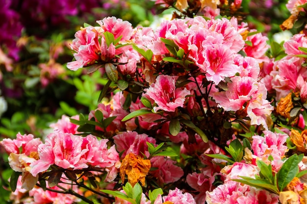 Bellissimo rododendro rosa in fiore nel giardino