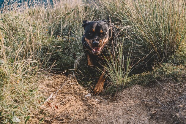 Bellissimo rottweiler femmina in una giornata di sole