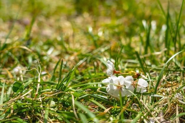 Bellissimo sakura di fiori di ciliegio in piena fioritura con sfondo verde in primavera