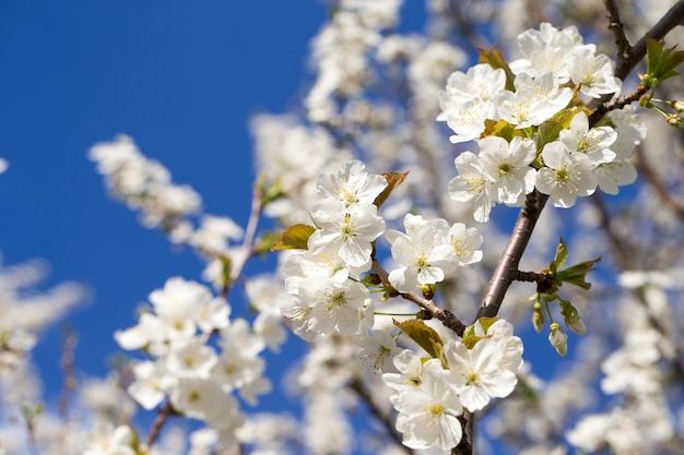 Bellissimo sakura di fiori di ciliegio in primavera sopra il cielo