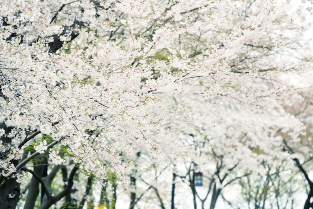 Bellissimo sakura di fiori di ciliegio in primavera