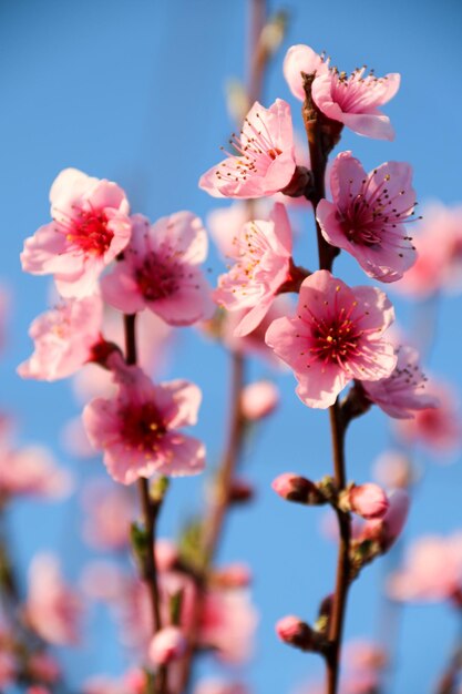 Bellissimo sakura in fiore di ciliegio in primavera nel cielo bluFiore di ciliegio in piena fioritura