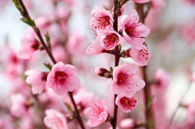 Bellissimo sakura in fiore di ciliegio in primavera nel cielo bluFiore di ciliegio in piena fioritura