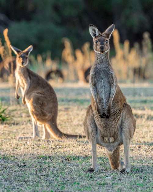 Bellissimo scatto degli animali del canguro rosso che pascolano in una foresta in una giornata di sole