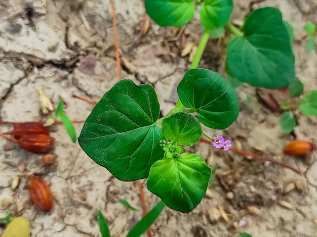 Bellissimo scatto della pianta della medicina ayurvedica di Punarnava