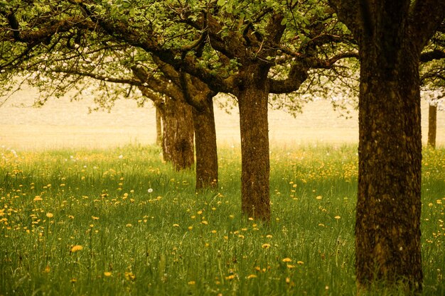 Bellissimo scatto di alberi in un campo di fiori selvatici