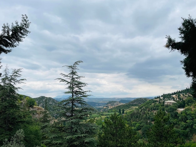 Bellissimo scatto di colline erbose ricoperte di alberi e cielo nuvoloso