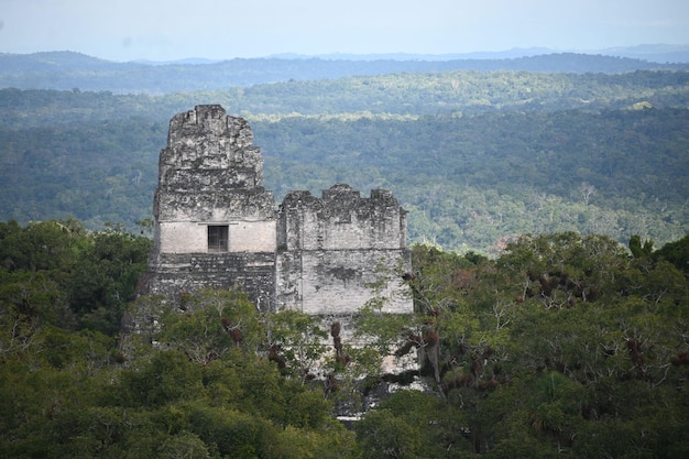 Bellissimo scatto di The Great Jaguar Tikal in Guatemala